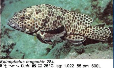 Epinephelus megachir